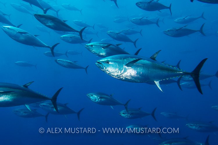 Bluefin School. Malta