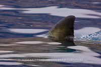 Dorsal Fin. Mexico