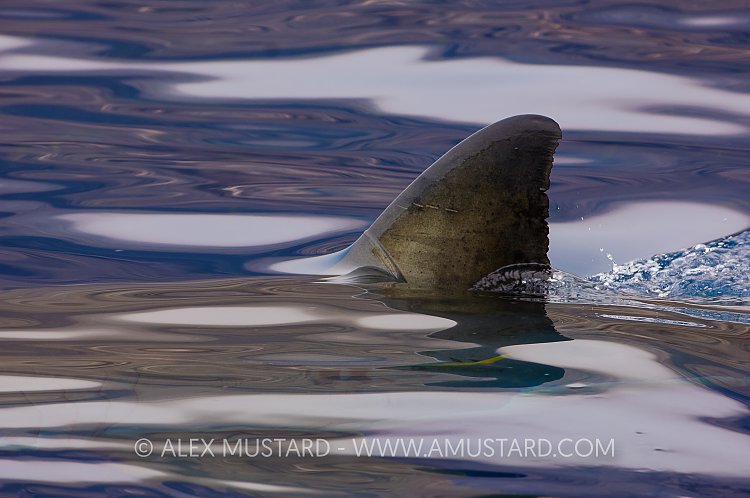 Dorsal Fin. Mexico