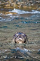 Northern Elephant Seal. Mexico