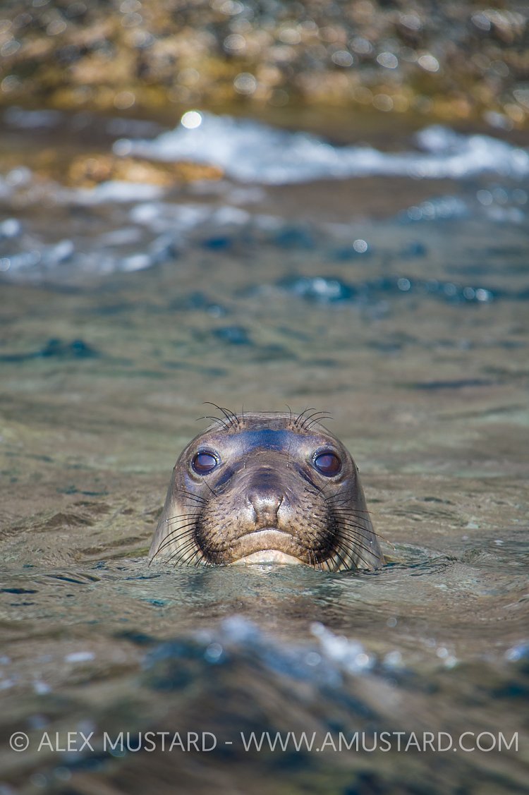 Northern Elephant Seal. Mexico