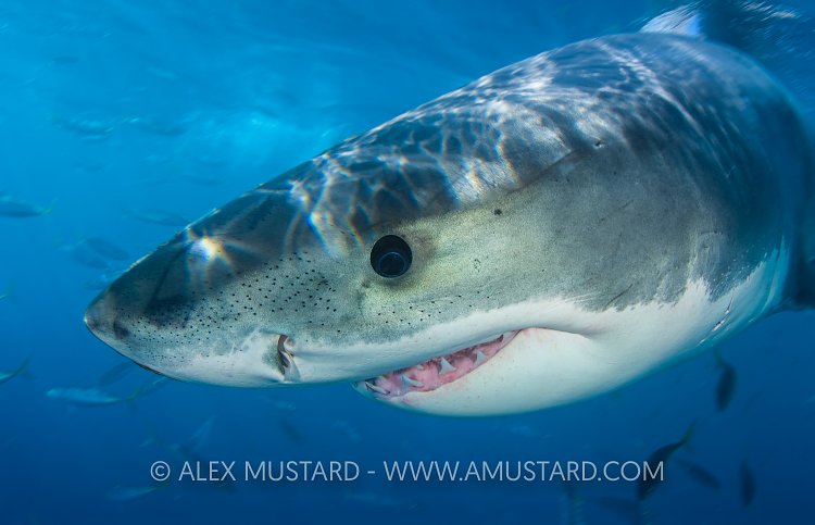 Great White Face. Mexico.