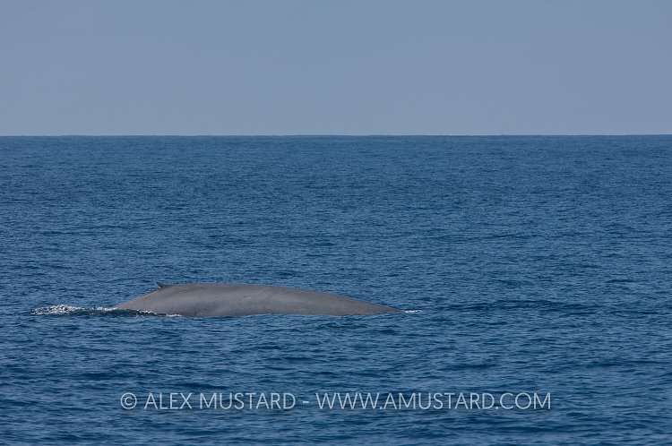 Blue whale, Mexico.