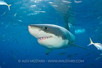 A great white shark (white pointer: white shark: Carcharodon carcharias) swims through a school of fish. Guadalupe Island, Mexico. East Pacific Ocean.