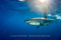 Great white shark in sunrays