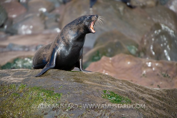 Fur Seal (Arctocephalus townsendi). Mexico.