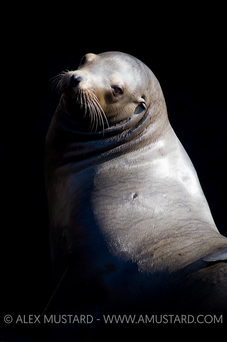 Californian Sealion (Zalophus californianus)
