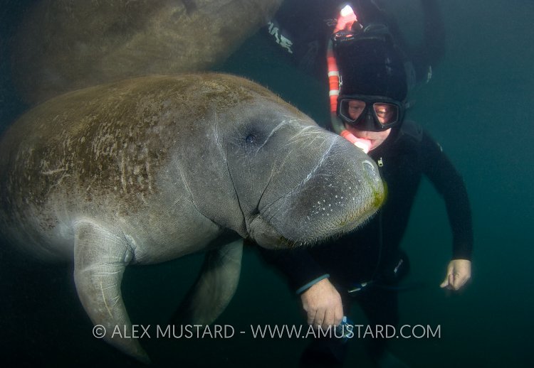 Manatee encounter. Florida, USA.