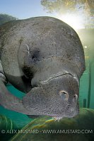 Portrait of manatee. USA.