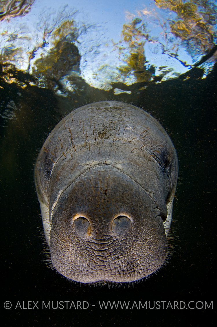 Florida Manatee beneath trees. Florida, USA.