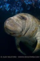 Manatee under trees. Florida, USA.