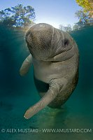 Young Manatee. Florida, USA.