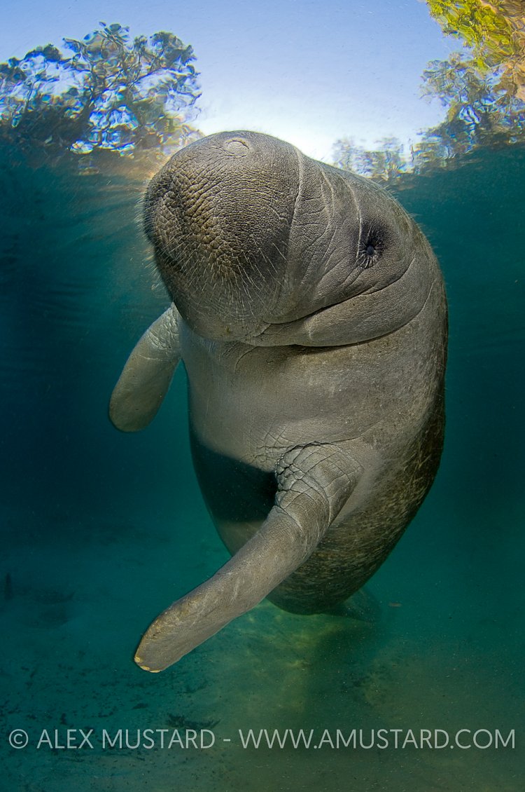 Young Manatee. Florida, USA.