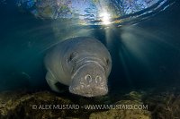 Manatee wakes up. Florida, USA.