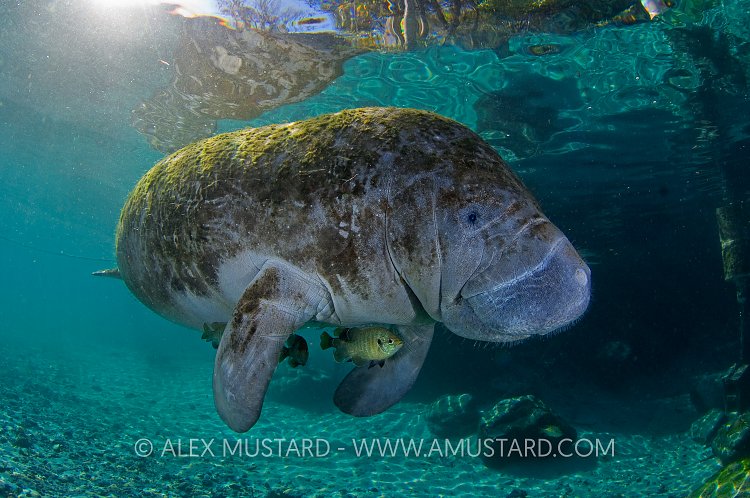 Sunfish shelter in the shade of a manatee. Florida.