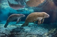 Pair of manatee