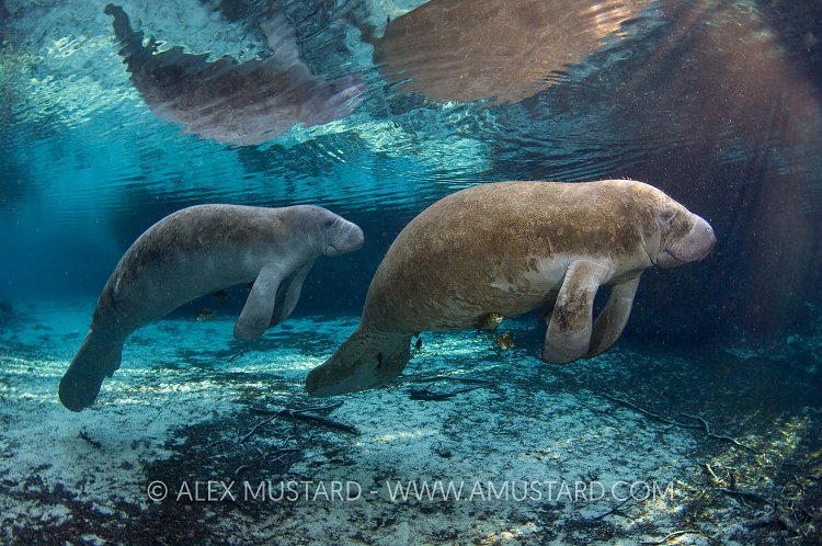 Pair of manatee