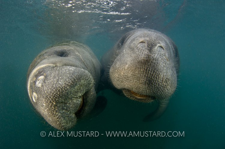 Pair of manatees. Florida, USA.