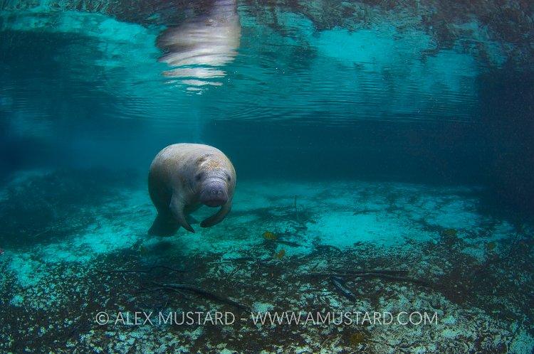 Lone Manatee. Florida, USA.