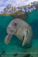 Manatee, Crystal River, Florida