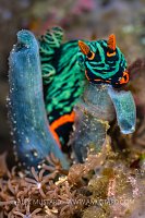 Nudibranch Feeding, Indonesia