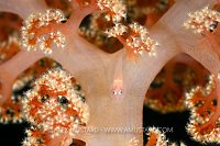 Soft Coral Goby, Philippines