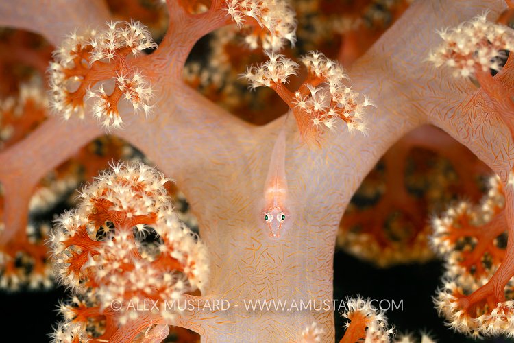 Soft Coral Goby, Philippines