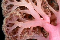 Crabs In Soft Coral, Philippines