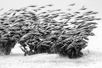 Catfish Blur, Philippines.