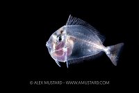 Surgeonfish Post Larval Stage, Philippines
