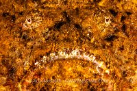 Stonefish Portrait. Philippines