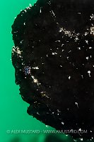 Anilao, Batangas marine protected area, Luzon, Philippines. Verde Island Passages, Tropical West Pacific Ocean.