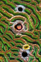 Blenny In Coral, Philippines