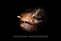 Moray Eel Emerges, Philippines