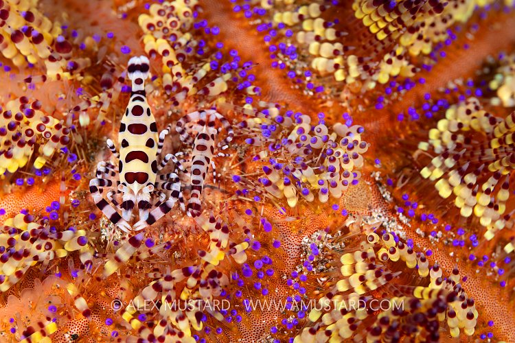 Coleman Shrimps In Urchin, Philippines