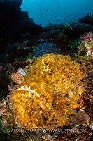 Stonefish Portrait. Philippines