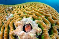 Blenny In Coral, Philippines