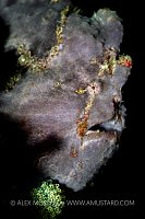 Giant Frogfish, Philippines
