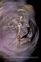 Giant Frogfish Swirl Philippines