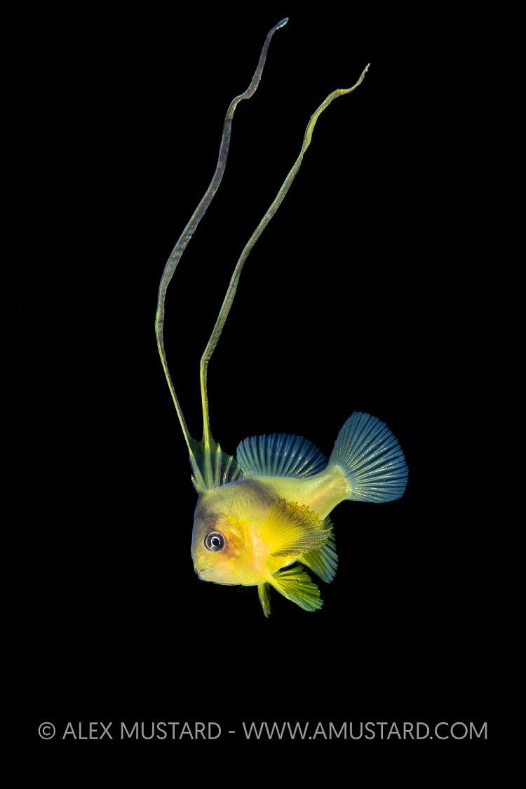 Larval Soapfish, Philippines