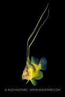 Larval Soapfish, Philippines