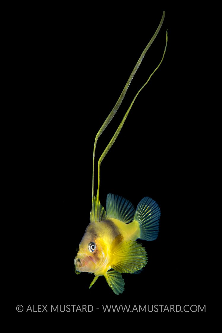 Larval Soapfish, Philippines