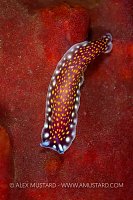 Colourful Flatworm On Sponge, Philippines
