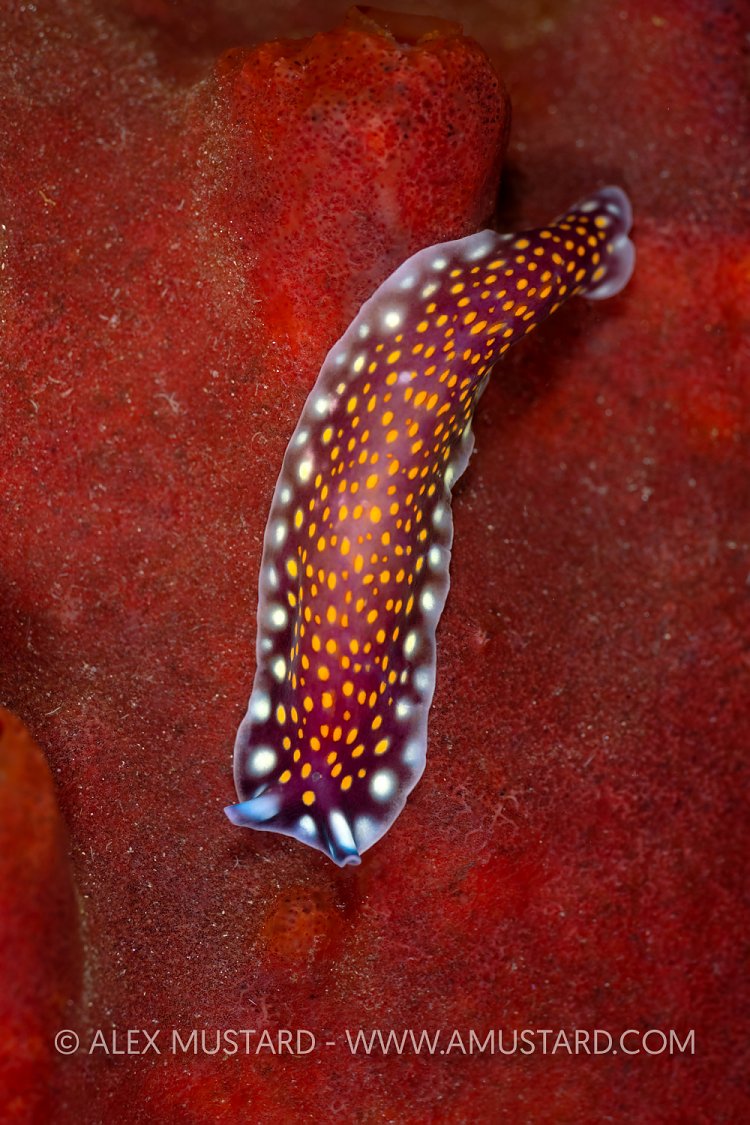 Colourful Flatworm On Sponge, Philippines