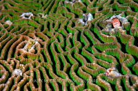 Blenny In Coral, Philippines