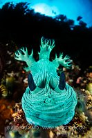 Jolly Green Nudi, Philippines