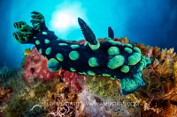 Nudibranch Eats Tunicates, Philippines