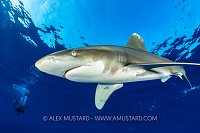 Oceanic Whitetip Shark, Egypt