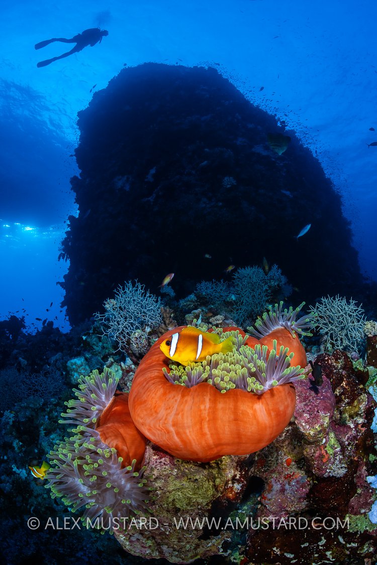 Anemonefish On Reef, Egypt