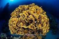 Yellow Coral Growing On Reef, Egypt